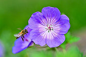 Honey bee (Apis mellifera) in flight on a Geranium garden flower, Bouxières aux dames, Lorraine, France