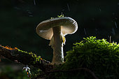 False Deathcap (Amanita citrina) in the rain, Forêt de la Reine, Ansauville, Lorraine, France