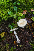 False Deathcap (Amanita citrina), Forêt de la Reine, Ansauville, Lorraine, France