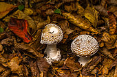 Panther mushroom (Amanita pantherina) in fallen leaves, Forêt de la Reine, Ansauville, Lorraine, France