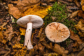 Blusher (Amanita rubescens), Foret de la Reine, Ansauville, Lorraine, France