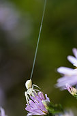 Goldenrod Spider (Misumena vatia) white form, silk thread emission, on garden aster, Bouxières aux dames, Lorraine, France