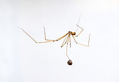 Daddy long-Legs Spider (Pholcus phalangioides) capturing a woodlouse, house fauna, Bouxières aux dames, Lorraine, France