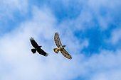 Carrion crow (Corvus corone) attacking a Common buzzard (Buteo buteo) in flight, Foret de la Reine, Ansauville, Lorraine, France