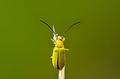 Sulphur Beetle (Cteniopus sulphureus), limestone grassland, Plateau d'Ecrouves, ENS site, Plateau d'Ecrouves, Lorraine, France