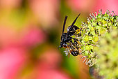 Asian predatory Hornet (Vespa velutina) capturing a honeybee (Apis mellifera) foraging on flowering ivy, Saizerais, Lorraine, France