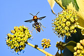 Asian predatory Hornet (Vespa velutina) foraging on flowering ivy, Saizerais, Lorraine, France