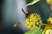 Asian predatory Hornet (Vespa velutina) foraging on flowering ivy with wasp in flight, Saizerais, Lorraine, France