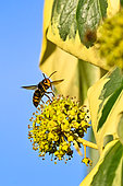 Asian predatory Hornet (Vespa velutina) foraging on flowering ivy, Saizerais, Lorraine, France