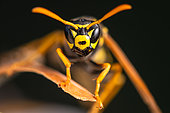Portrait of a Paper wasp (Polistes sp) in the garden, France