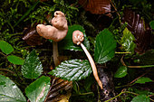 White elfin saddle (Helvella crispa), deformed mushroom, Forêt de la Reine, Ansauville, Lorraine, France