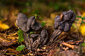 Elfin Saddle (Helvella lacunosa) and slug, Forêt de la Reine, Ansauville, Lorraine, France