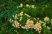 Sulphur Tuft (Hypholoma fasciculare), tufted mushroom on dead hardwood, Forêt de la Reine, Ansauville, Lorraine, France