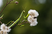 Praying mantis (Mantis religiosa), female in garden, Bouxières aux dames, Lorraine, France