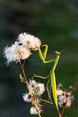 Praying mantis (Mantis religiosa), female in garden, Bouxières aux dames, Lorraine, France