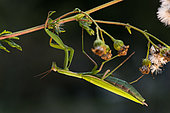 Praying mantis (Mantis religiosa), female in garden, Bouxières aux dames, Lorraine, France