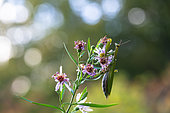 Praying mantis (Mantis religiosa), female on garden aster, Bouxières aux dames, Lorraine, France