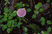 Rosy Bonnet (Mycena rosea) muscarine-producing toxic mushroom, Forêt de la Reine, Ansauville, France
