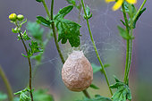 Wasp spider (Argiope bruennichi) cocoon on plant in garden, Bouxières aux dames, Lorraine, France