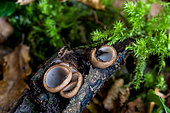 Glazed Cup (Humaria hemisphaerica) on dead wood, Forêt de la Reine, Ansauville, Lorraine, France