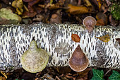 Birch beetle (Fomitopsis betulina - formerly Piptoporus), on dead wood, Forêt de la Reine, Ansauville, Lorraine, France