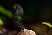 Common Puffball (Lycoperdon perlatum), spore emission, Foret de la Reine, Ansauville, Lorraine, France