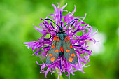 Southern Six-spot Burnet (Zygaena transalpina) on knapweed, limestone lawn, Ecrouves plateau, ENS site, Lorraine, France
