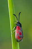 Slender Scotch burnet (Zygaena loti) on stem, limestone lawn, Ecrouves plateau, ENS listed site, Lorraine, France