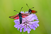 Blood Droplet Burnet (Zygaena minos) in flight, limestone grassland, Ecrouves plateau, ENS? site, Lorraine, France