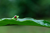 Rainette glissante (Agalychnis spurrelli) sur feuille, Amphibien arboricole du Costa Rica