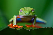 Red-eyed treefrog (Agalychnis callidryas), Costa Rica