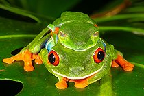 Accouplement de Rainettes aux yeux rouges ou Phylloméduse aux yeux rouges (Agalychnis callidryas), amphibien arboricole, un des symboles du Costa Rica