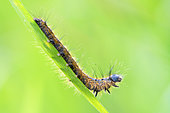 Caterpillar of the Lackey (Malacosoma neustria) descending on grass at the edge of a forest, Auvergne, France