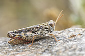 Barbarian Grasshopper (Calliptamus barbarus) on a stone on heather moorland, Auvergne, France
