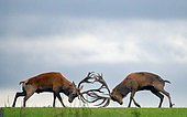 Red deer (Cervus elaphus) fighting at sunset, England
