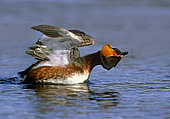 Slavonian grebe (Podiceps auritus) stretching his wings, Scotland