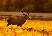 Red deer (Cervus elaphus) stag at sunrise, England