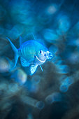 Blue green Damselfish (Chromis viridis), Mayotte