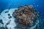 The S-shaped channel post El niño 2024. A photo of the S-shaped channel taken 6 months after the devastating El niño 2024 phenomenon. Although losses were heavy, the reefs of Mayotte have not said their last words, and resilience is already at work. Mayotte