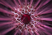 Burrowing urchin (Echinostrephus molaris), a highly original pink sea urchin, which lives in a hole from which it never emerges, and which "fishes" for what passes in the current with its spines and podias. Photo taken at a depth of 40 meters. Mayotte