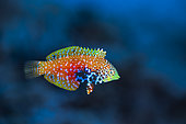 Rare wrasse (Macropharyngodon bipartitus), magnificent wrasse in the S-shaped channel at a depth of 20 metres, Mayotte