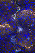 Blue giant clam (Tridacna maxima). The magnificent blue coat of a clam renting the S-shaped pass. Mayotte