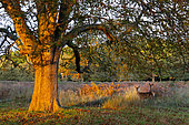 Red deer (Cervus elaphus) hinds amongst bracken, England