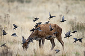 Red deer (Cervus elaphus) hind with starling (Sturnus vulgaris) on her back, England