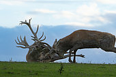 Red deer (Cervus elaphus) fighting during the rut, England