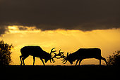 Red deer (Cervus elaphus) fighting ay sunset, England