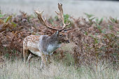 Fallow deer (Dama dama) buck walking in a meadow, England