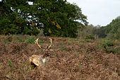 fallow deer (Dama dama) buck walking amongst bracken, England