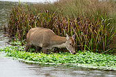 Red deer (Cervus elaphus) hind standing in water and feeding, England