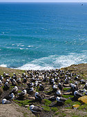 Coastal colony. Black-browed Albatross or Mollymauk (Thalassarche melanophris) on Saunders Island. South America, Falkland Islands, October